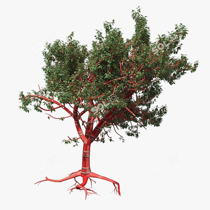 Tibetan Cherry Tree: Realistic Mode 3D model image 3