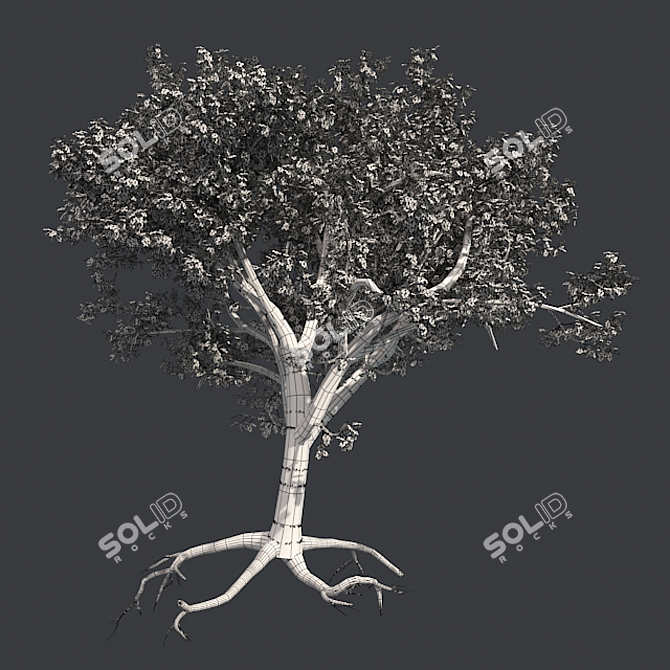 Tibetan Cherry Tree: Realistic Mode 3D model image 4