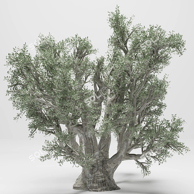 Tall 2014 Olive Tree 3D model image 2