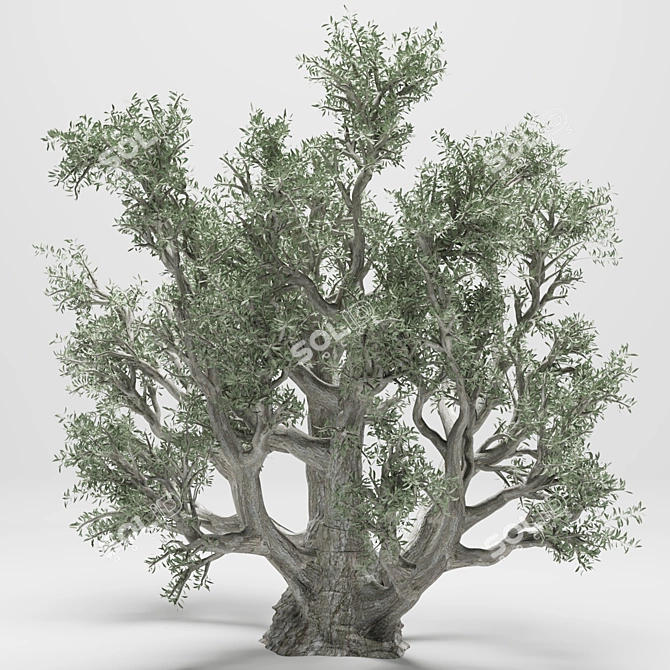 Tall 2014 Olive Tree 3D model image 3