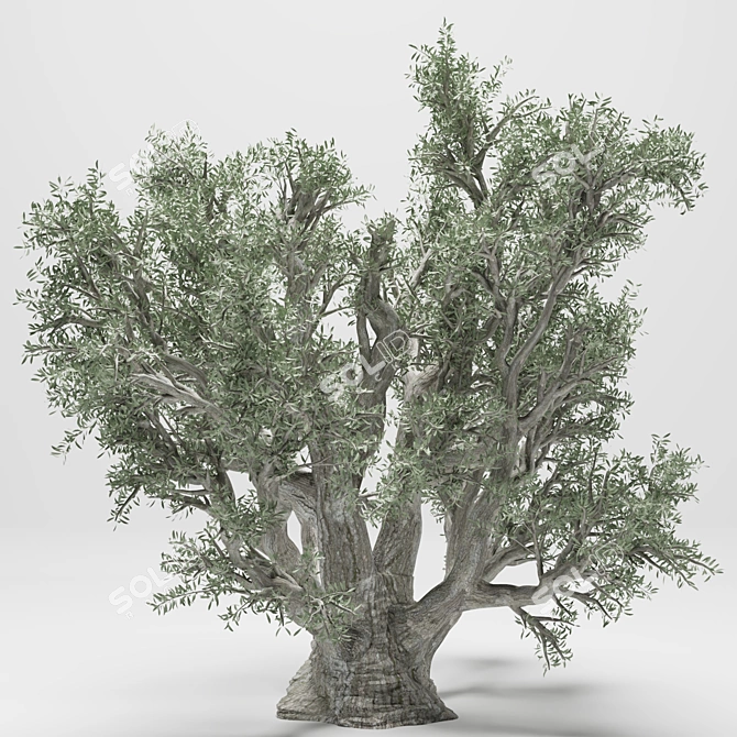 Elegant Olive Tree 110 3D model image 2