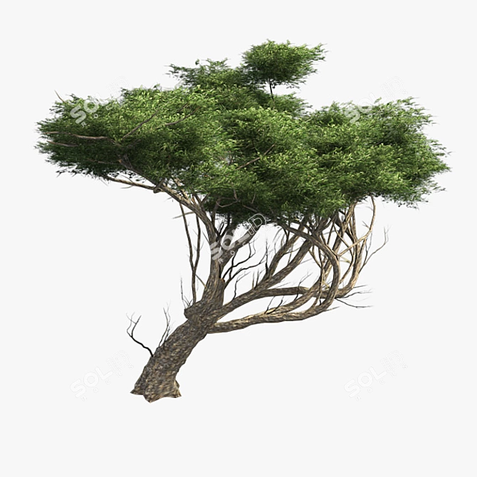 Elegant African Acacia Tree 3D model image 2