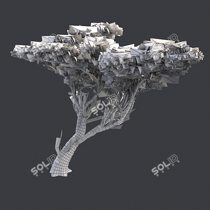 Elegant African Acacia Tree 3D model image 4