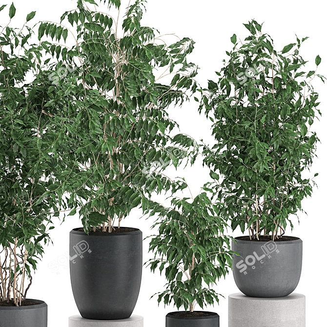 Tropical Ficus Collection | Decorative Indoor Trees 3D model image 2