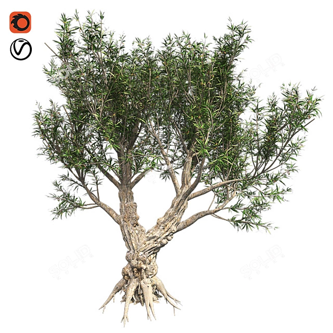 Exotic African Olive Tree 3D model image 1