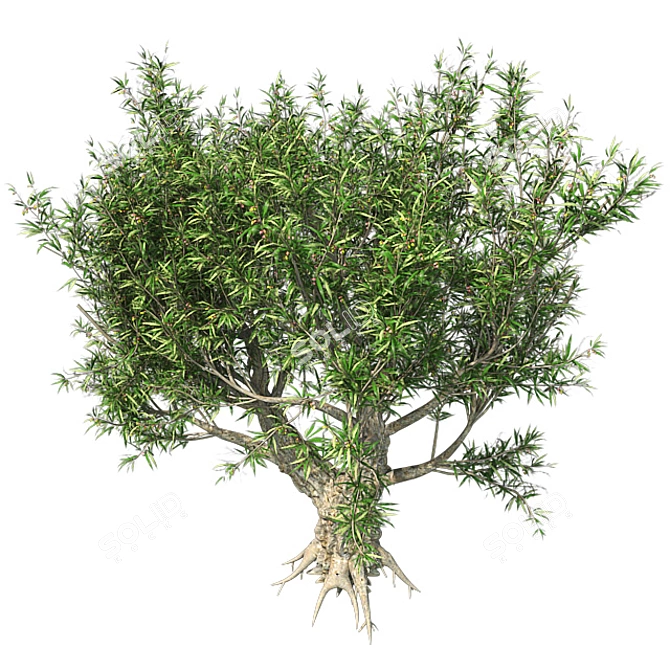 Exotic African Olive Tree 3D model image 3