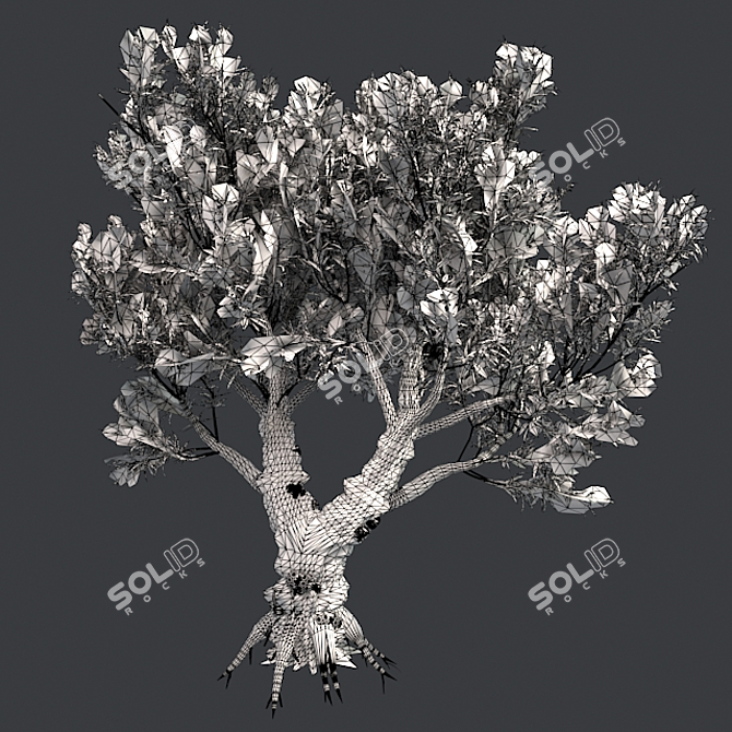 Exotic African Olive Tree 3D model image 4