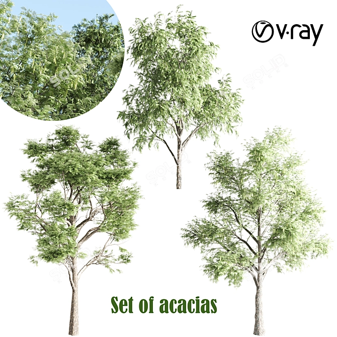 Trio of Towering Acacias for V-Ray 3D model image 1