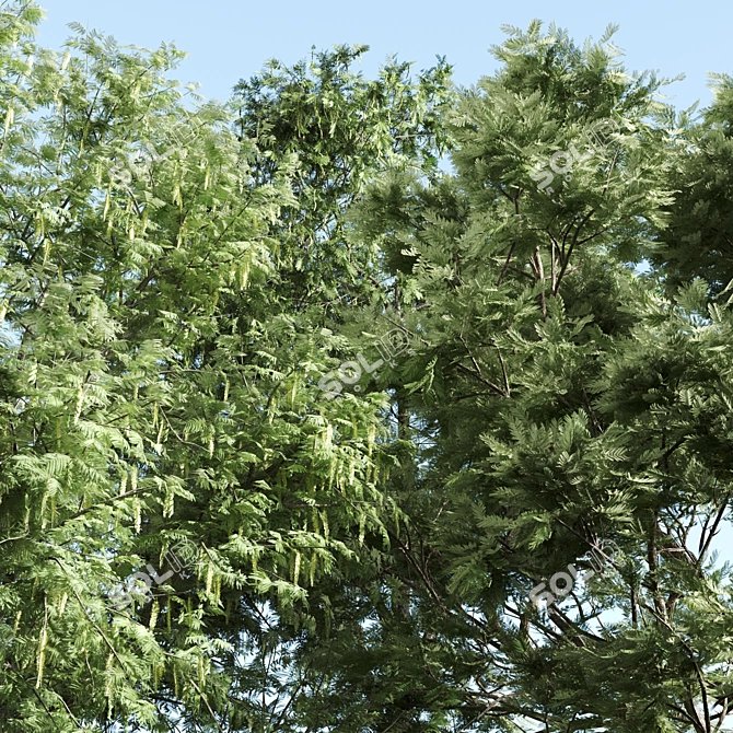 Trio of Towering Acacias for V-Ray 3D model image 2