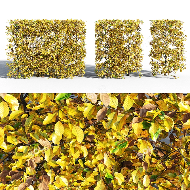 Autumn Hornbeam Hedge 3D model image 1