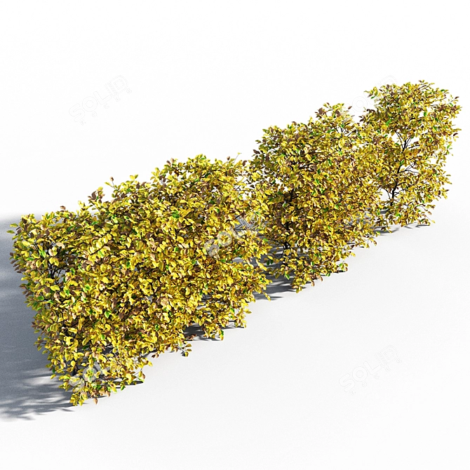 Autumn Hornbeam Hedge 3D model image 2