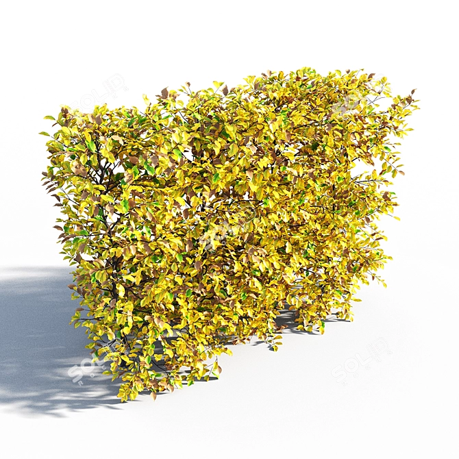 Autumn Hornbeam Hedge 3D model image 3
