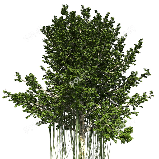 Exquisite Agar Wood Tree: Natural Beauty 3D model image 2