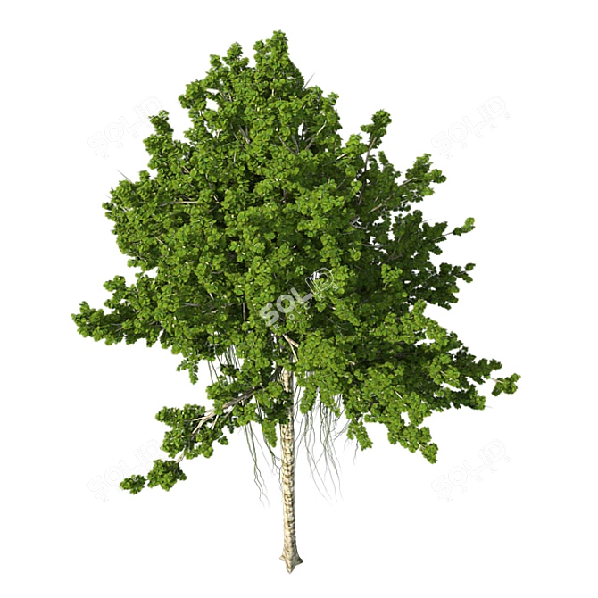 Exquisite Agar Wood Tree: Natural Beauty 3D model image 4