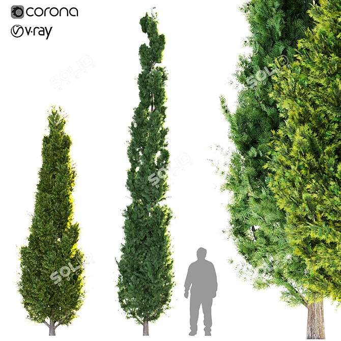 Double Cypress Tree: Elegant and Exquisite 3D model image 1