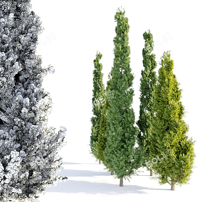 Double Cypress Tree: Elegant and Exquisite 3D model image 2