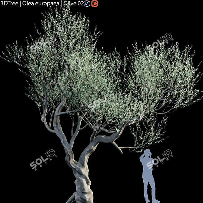 Europa Olea: Stunning Olive Tree 3D model image 1