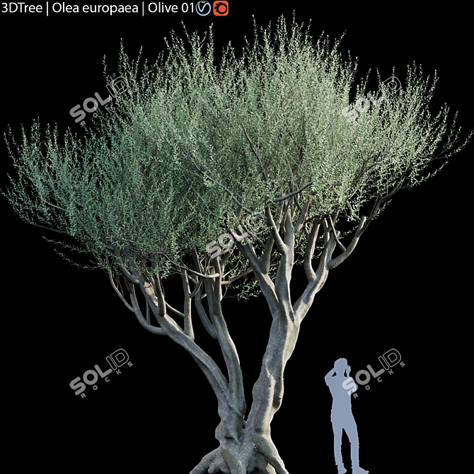 Europa Olea Olive Tree - High Detail 3D Model 3D model image 1