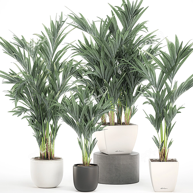 Tropical Palm Collection in White Pots 3D model image 1