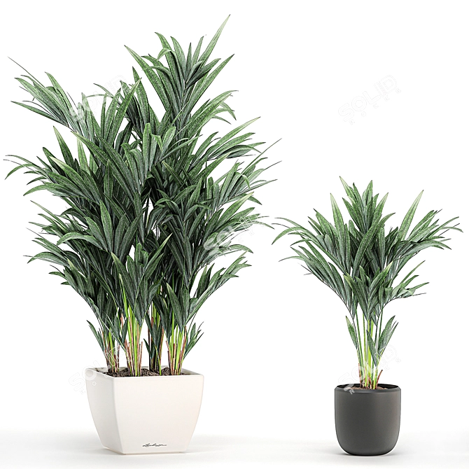 Tropical Palm Collection in White Pots 3D model image 4