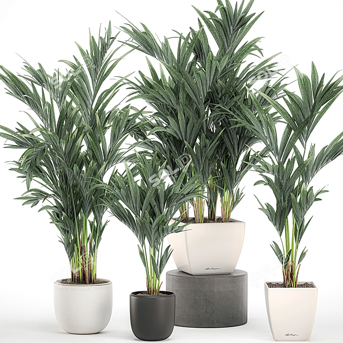 Tropical Palm Collection in White Pots 3D model image 7