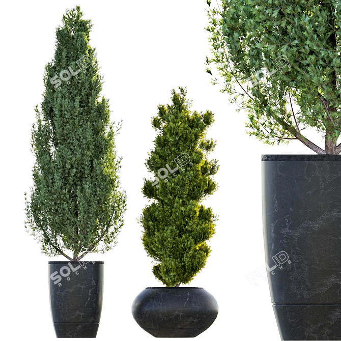 Pristine Pine Duo in Potted Perfection 3D model image 2