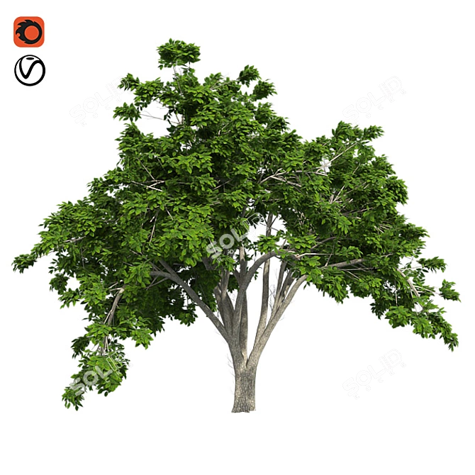  Majestic American Elm Tree 3D model image 1