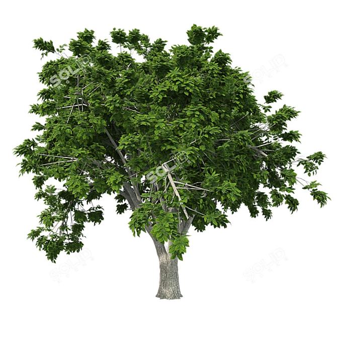  Majestic American Elm Tree 3D model image 2