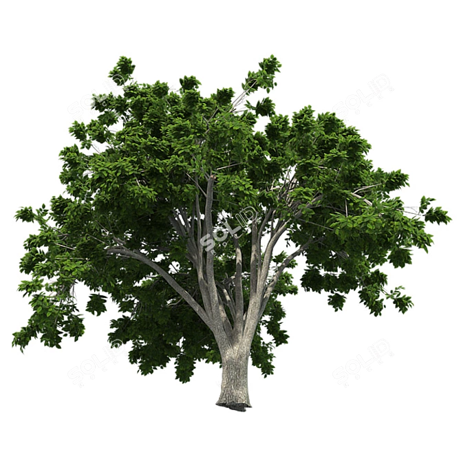  Majestic American Elm Tree 3D model image 3