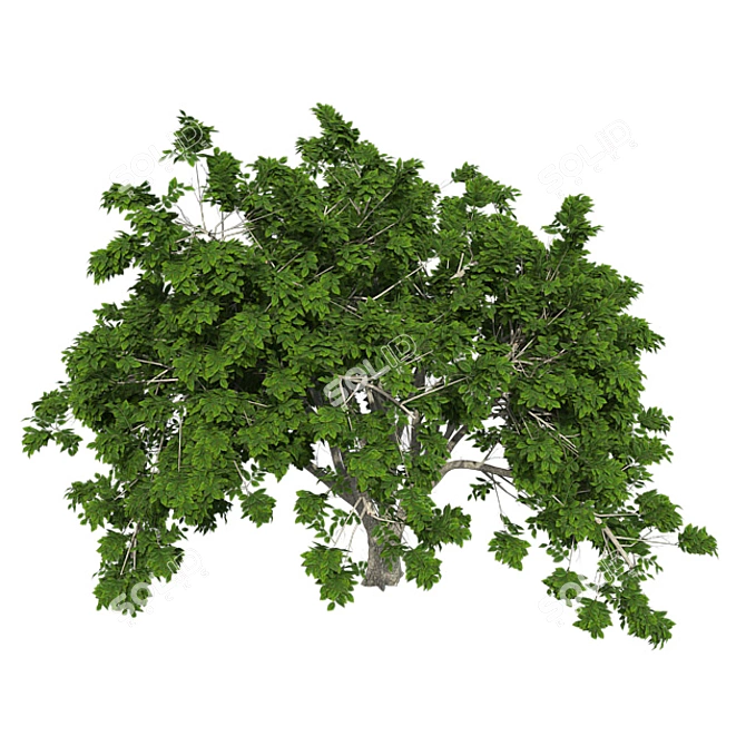  Majestic American Elm Tree 3D model image 4