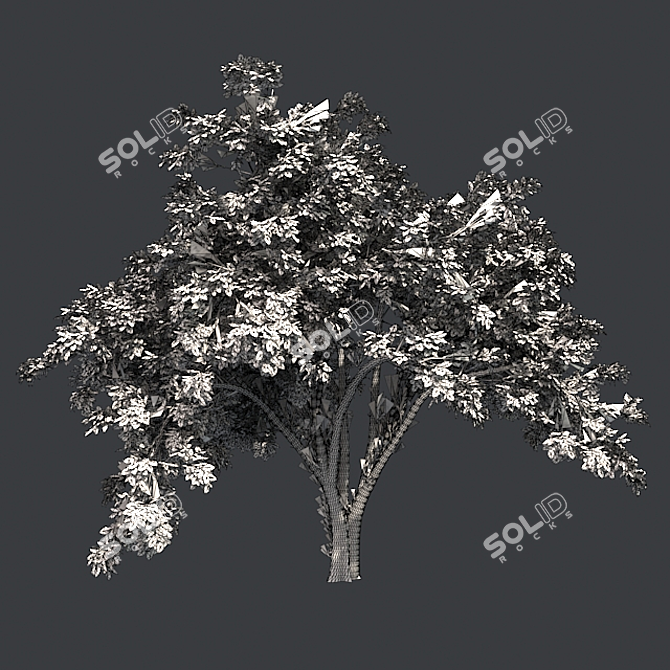  Majestic American Elm Tree 3D model image 5