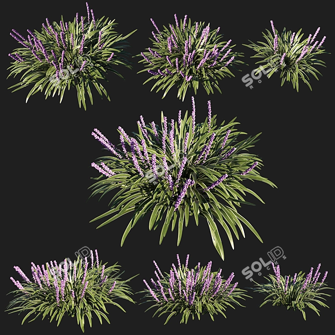 Variegata Grass: Liriope Muscari 02 3D model image 1