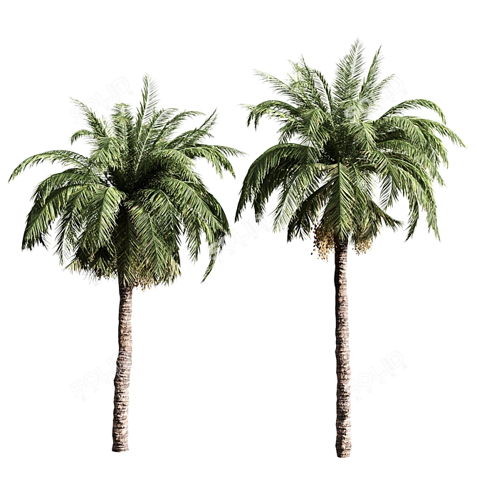 Tropical Oasis: Set of 6 Palms 3D model image 3