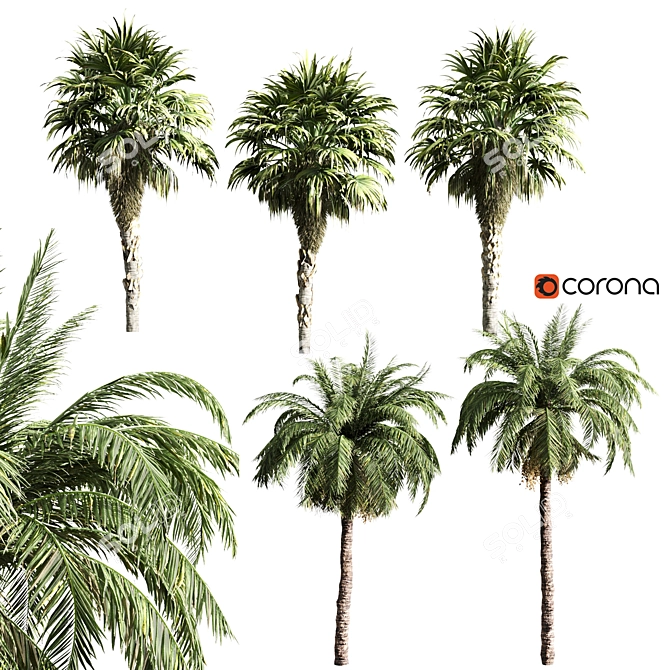 Tropical Oasis: Set of 6 Palms 3D model image 6