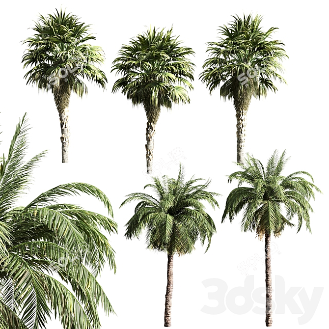 Tropical Oasis: Set of 6 Palms 3D model image 7