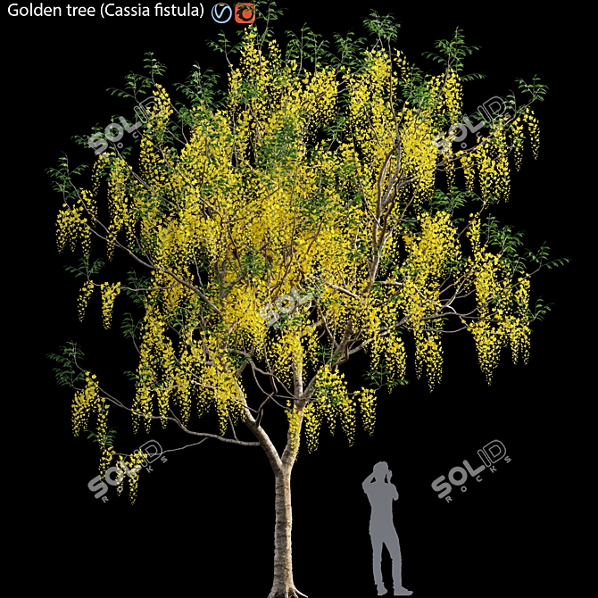 Golden Tree (Cassia fistula) Model 3D model image 1