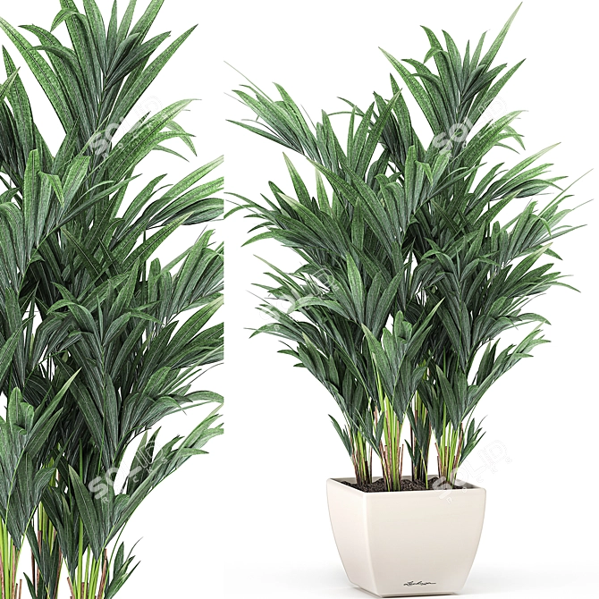 Tropical Palm Trio in White Pots 3D model image 1