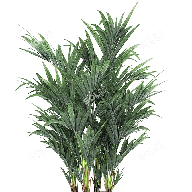 Tropical Palm Trio in White Pots 3D model image 3