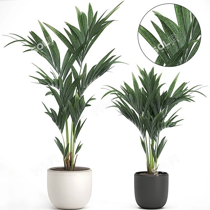 Tropical Palm Collection in White Pots 3D model image 1