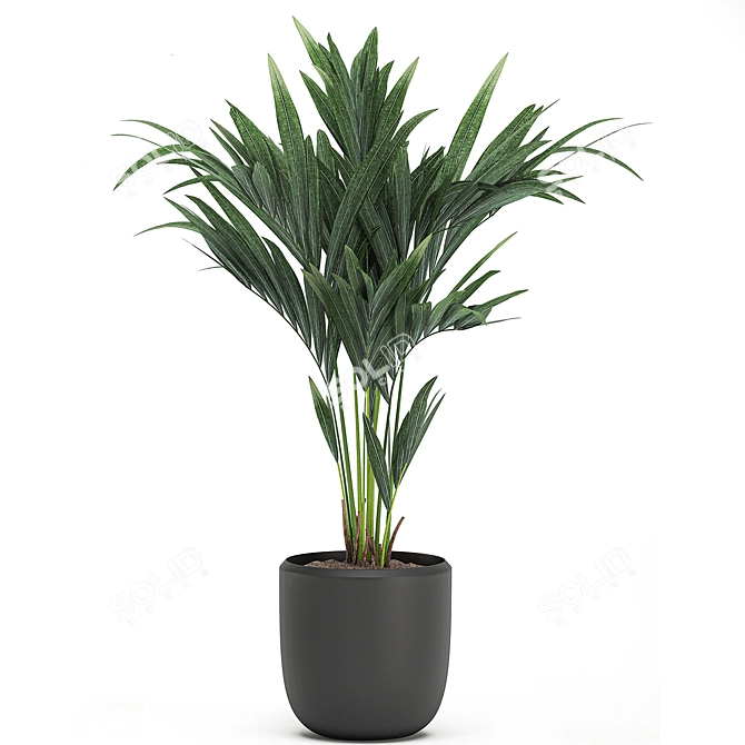 Tropical Palm Collection in White Pots 3D model image 3