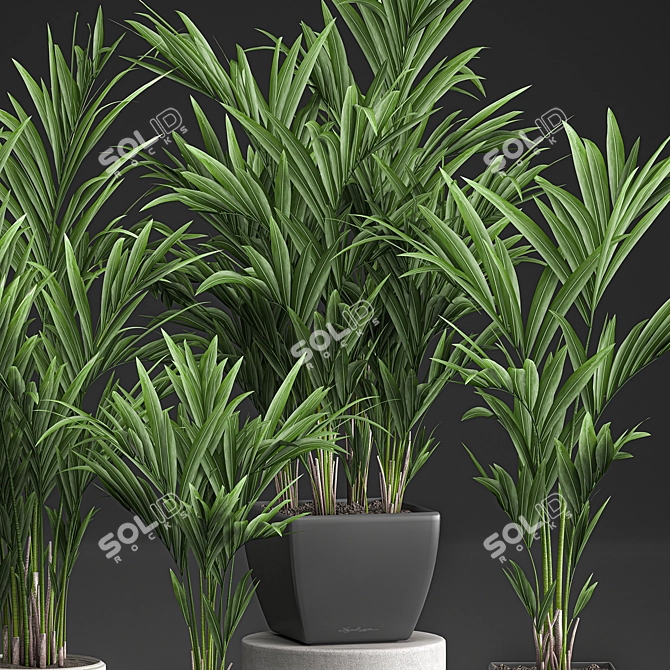 Tropical Palm Collection | Exotic & Stylish 3D model image 3