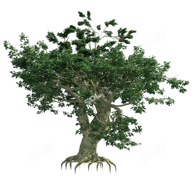 Big Leaf Maple Tree 3D model image 2