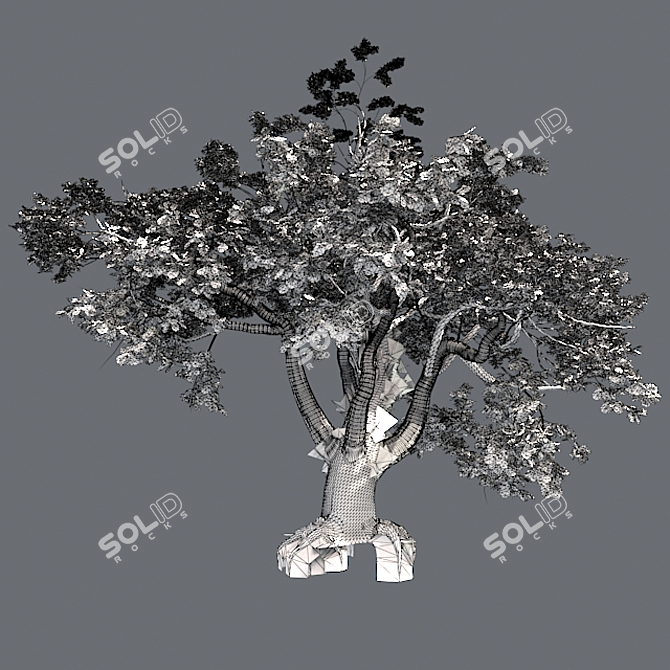 Big Leaf Maple Tree 3D model image 5