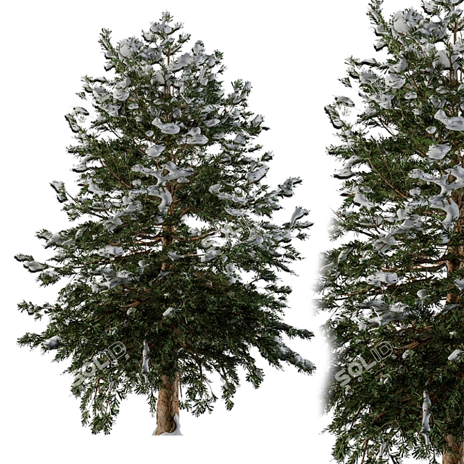 Snowy Pine Tree Winter 3D model image 1