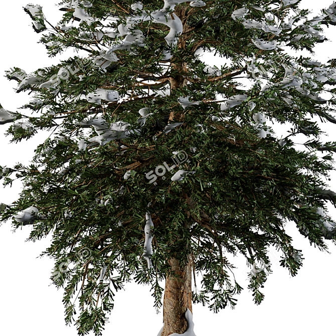 Snowy Pine Tree Winter 3D model image 2