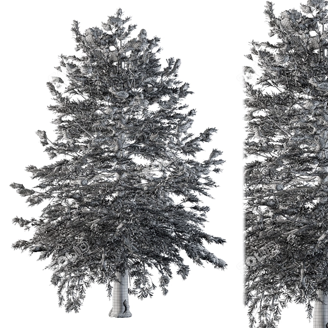 Snowy Pine Tree Winter 3D model image 3