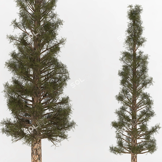 Rustic Pine Cabinet 3D model image 2