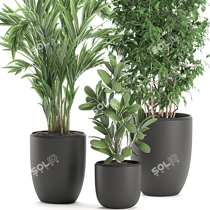 Tropical Plant Collection in Black Pots 3D model image 3