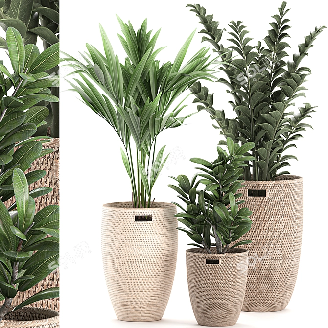 Exotic Indoor Plant Collection 3D model image 1