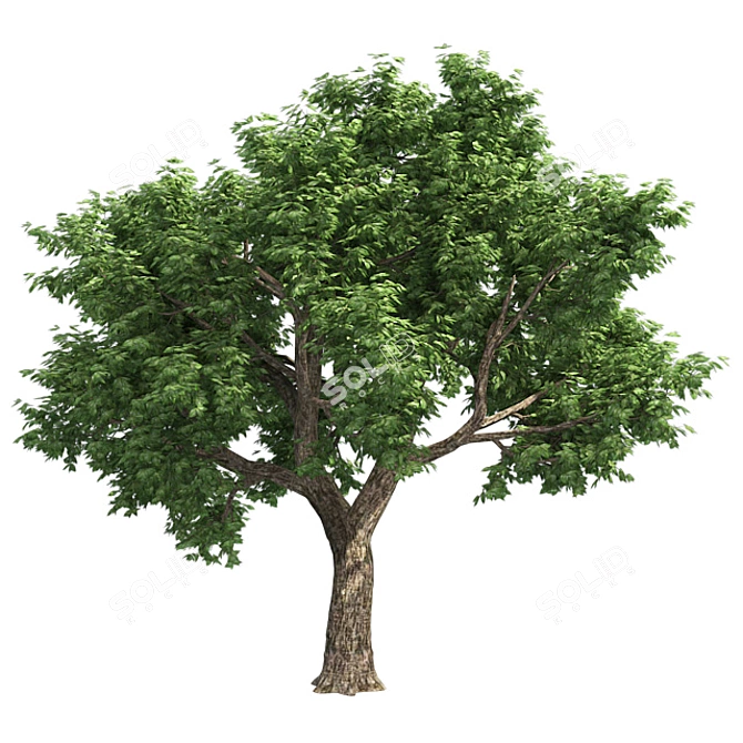 Optimized Amur Cork Tree 3D model image 2